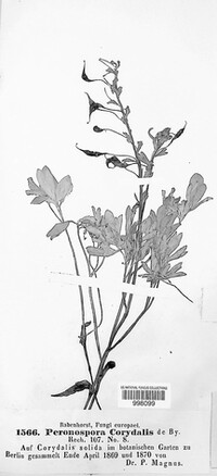 Peronospora corydalis image